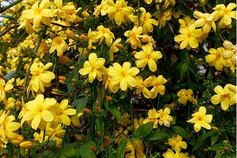 Jazmín de Invierno