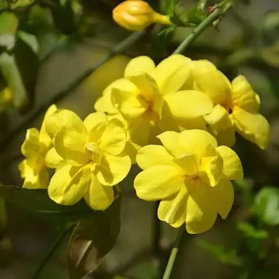 Jazmín de Invierno 1