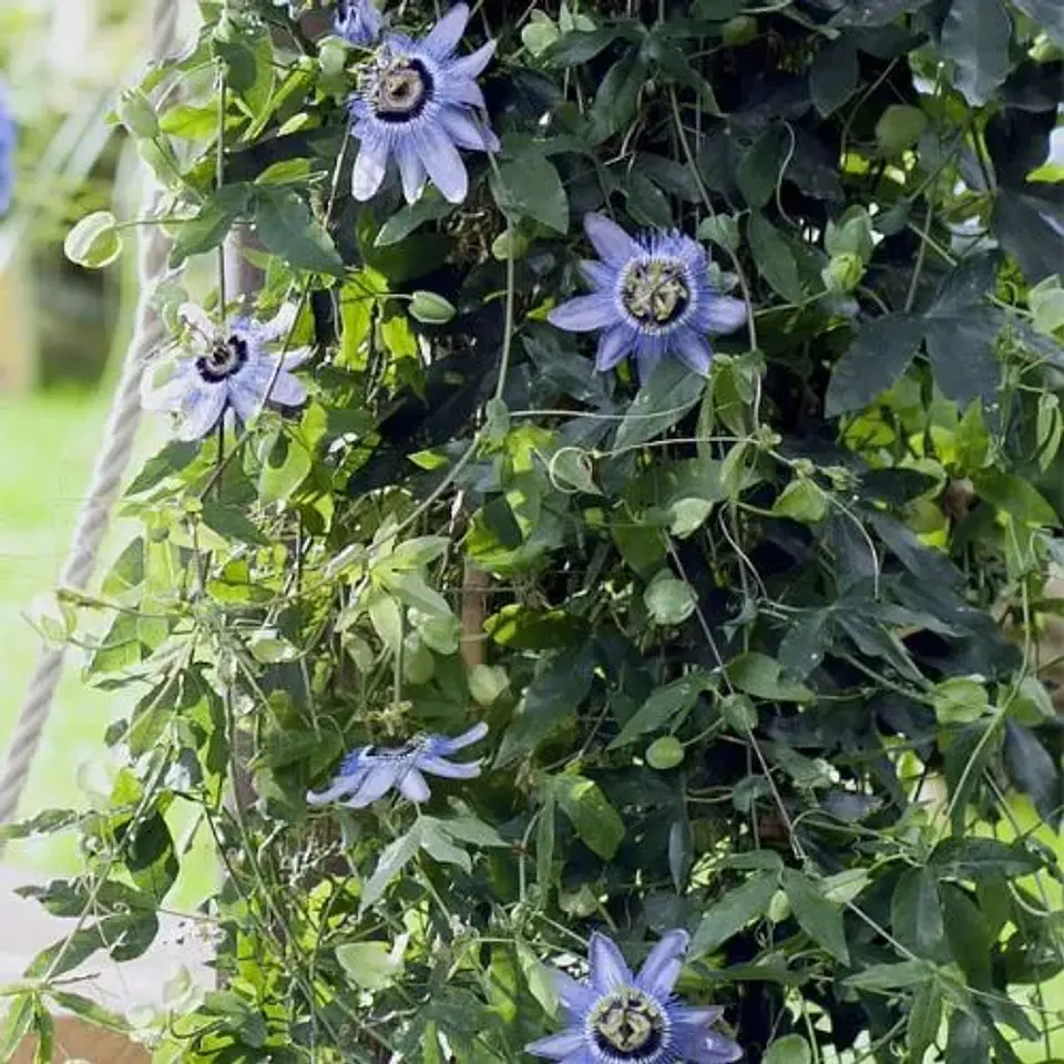 Pasiflora 2