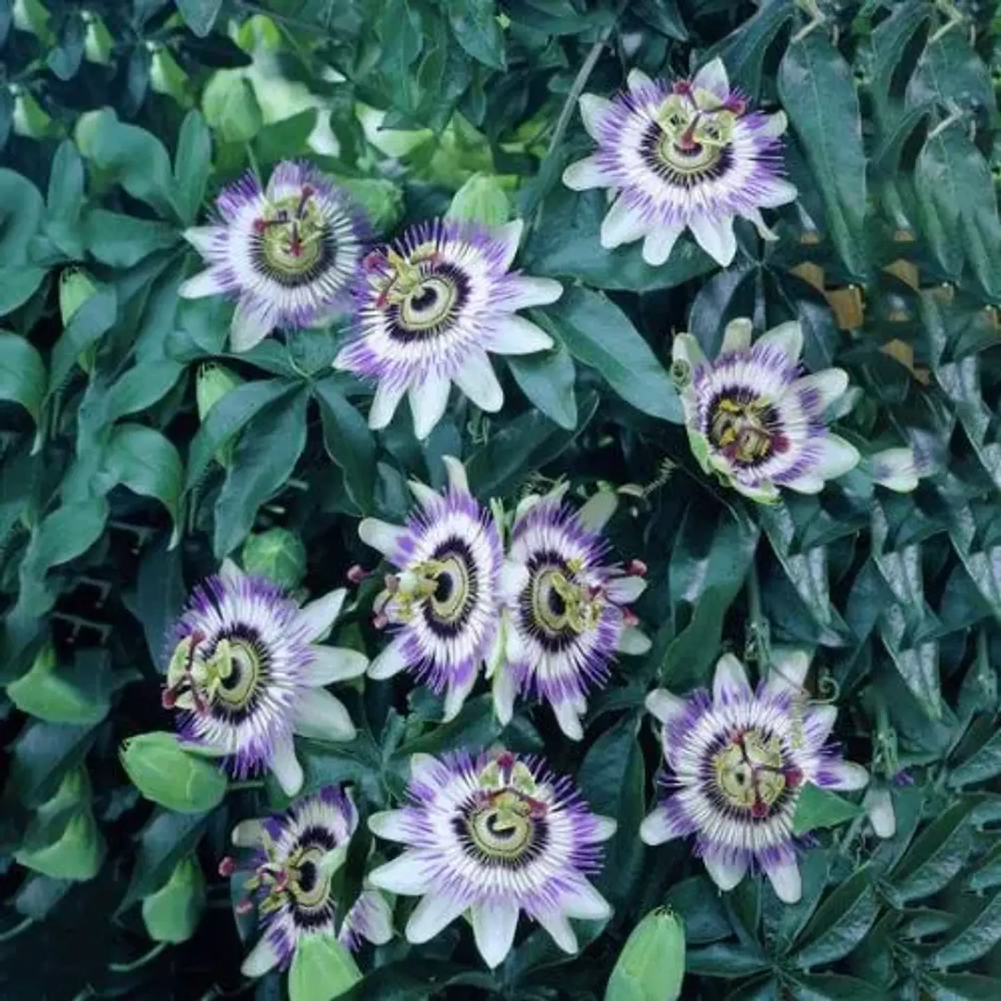 Pasiflora 3