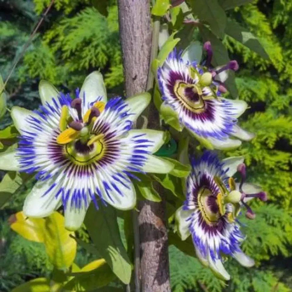 Pasiflora 1
