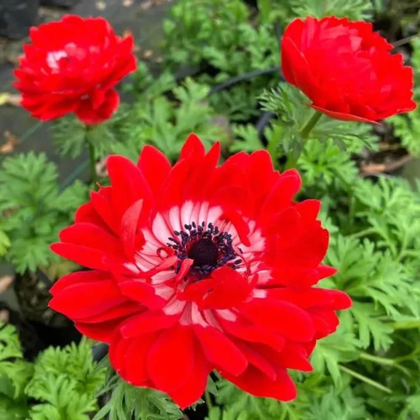 Anemona coronaria 2