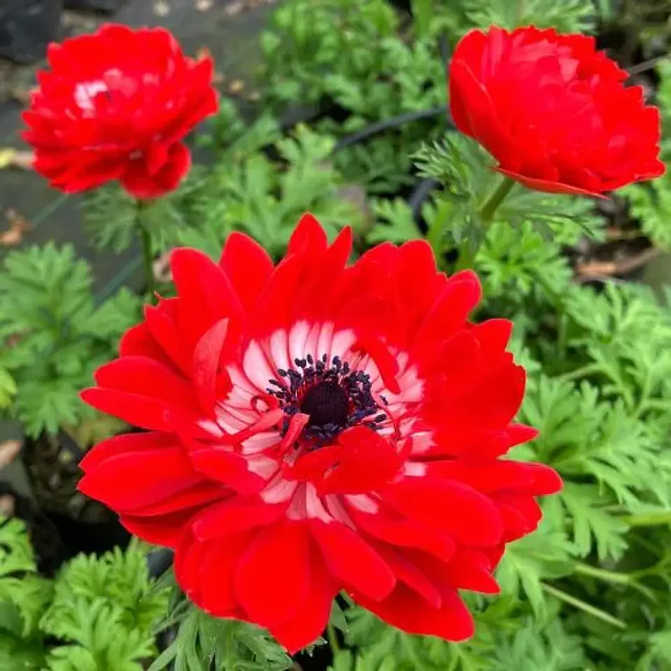 Anemona coronaria 2
