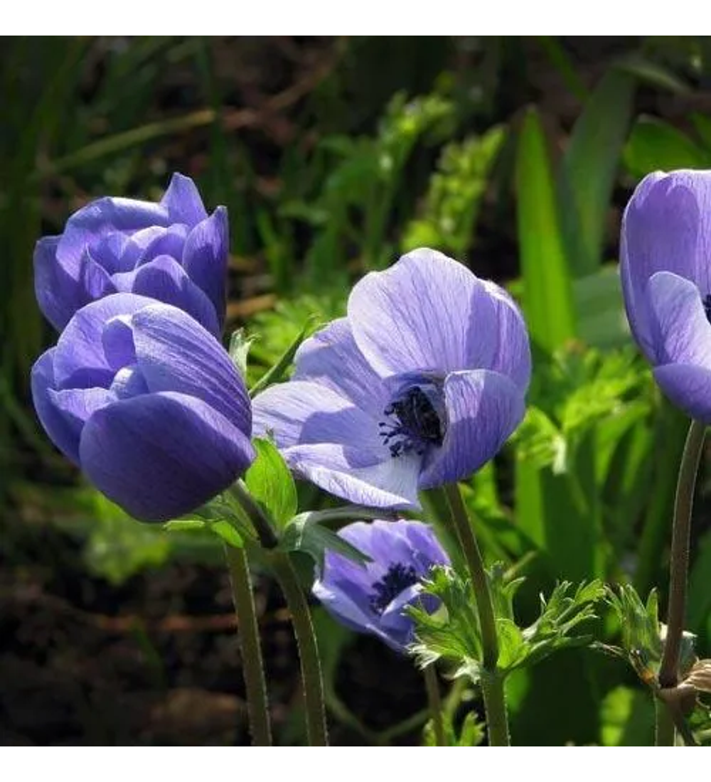 Anemona coronaria