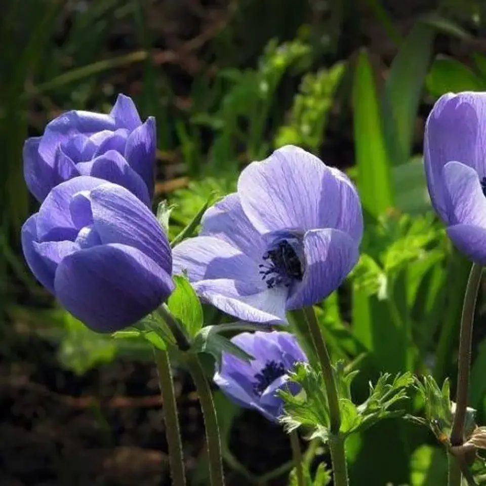 Anemona coronaria 3