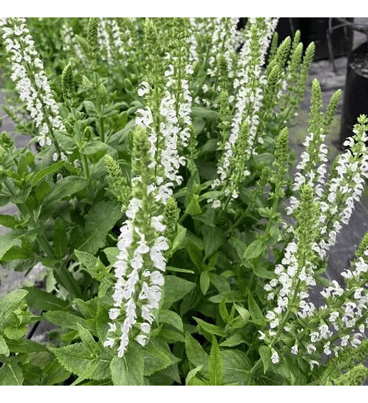 Salvia superba