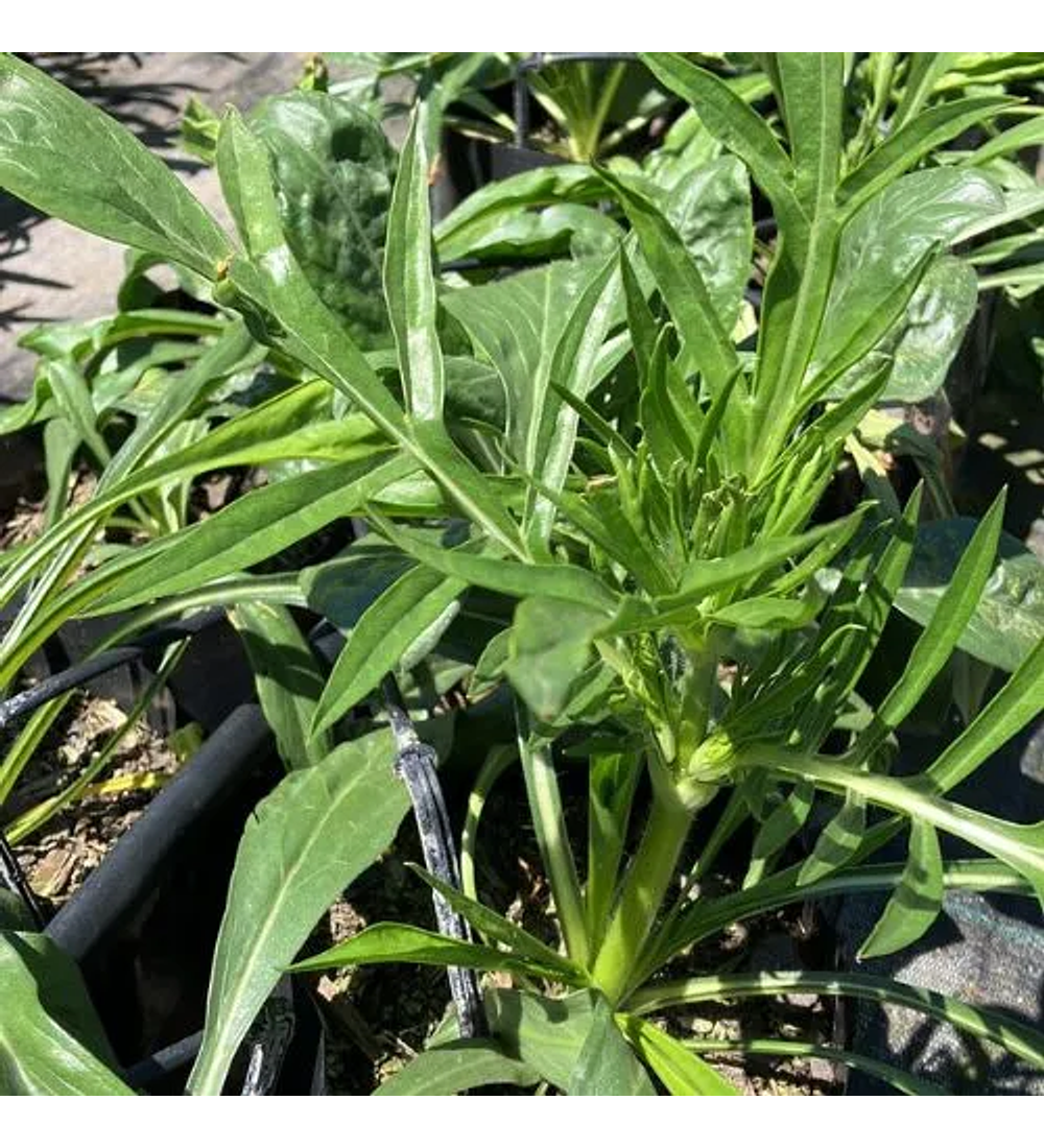 Scabiosa Caucasica Fama