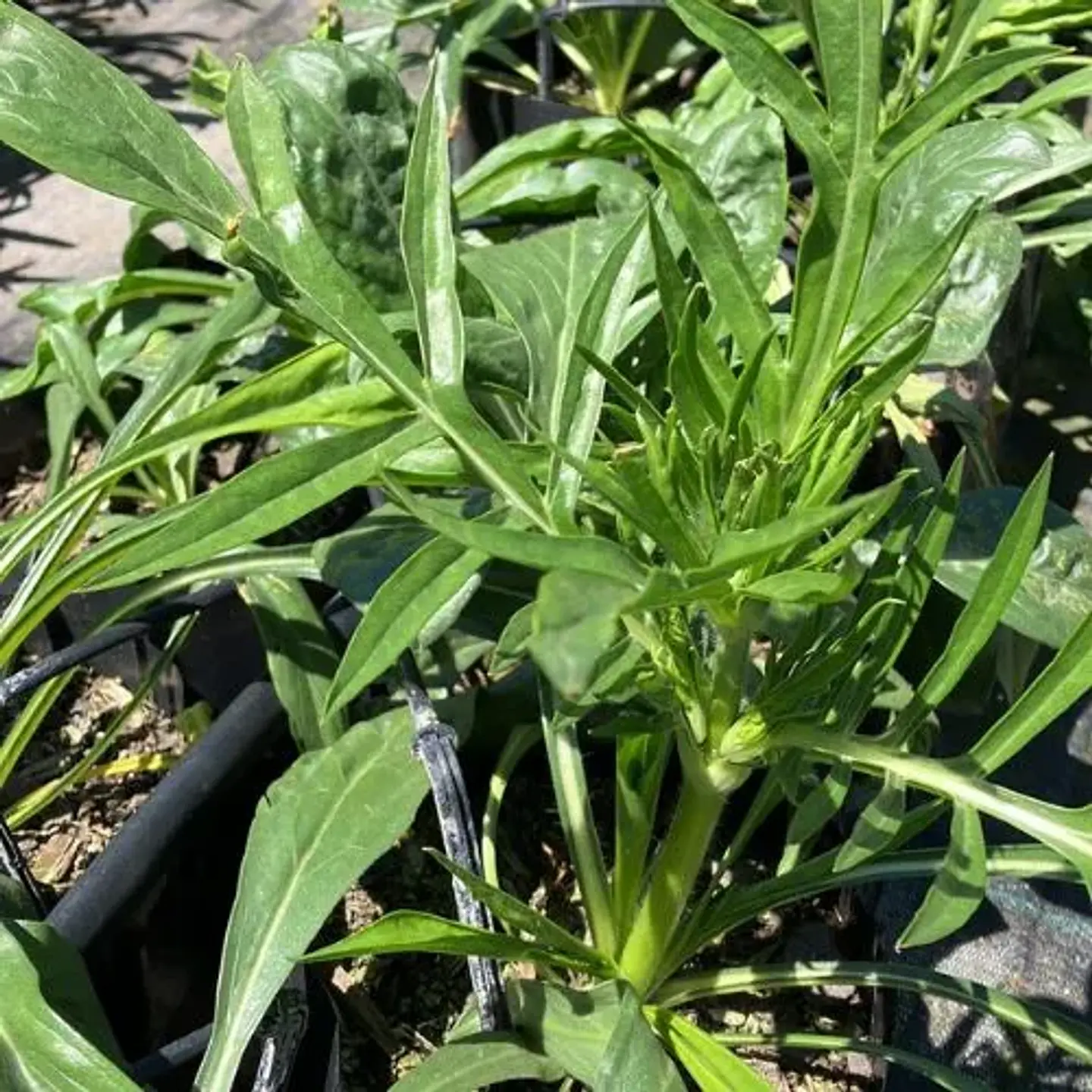 Scabiosa Caucasica Fama 2