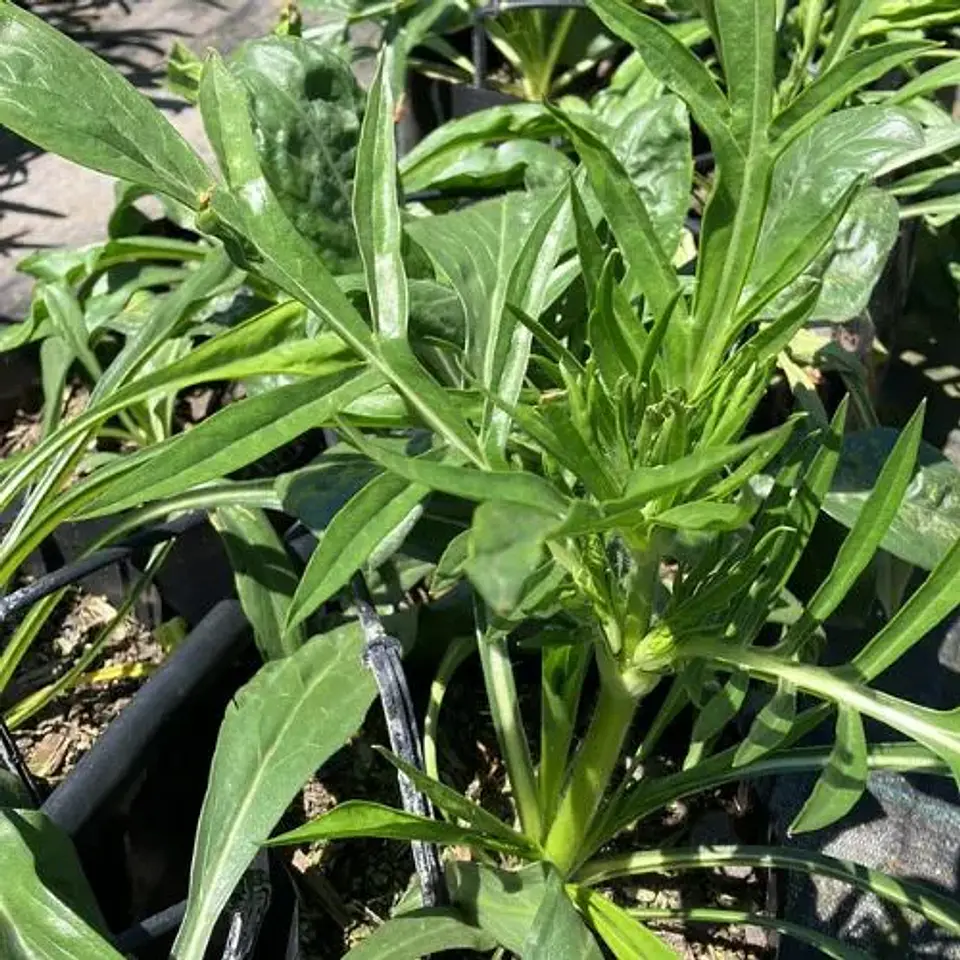 Scabiosa Caucasica Fama 2
