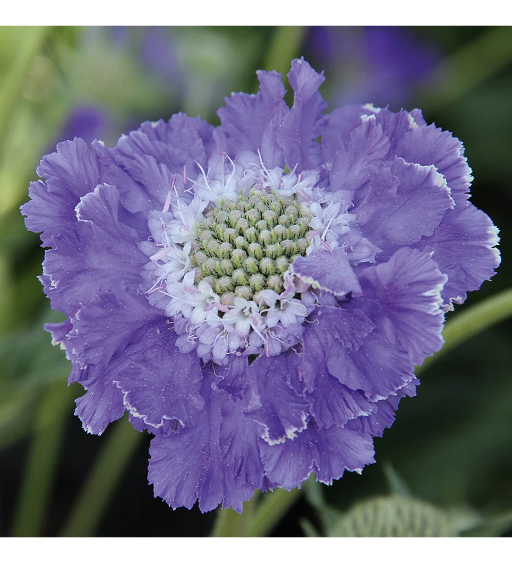 Scabiosa Caucasica Fama