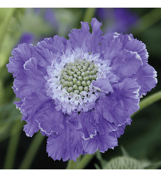 Scabiosa Caucasica Fama