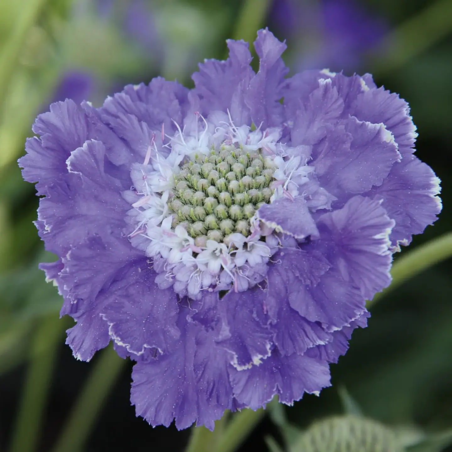 Scabiosa Caucasica Fama 1