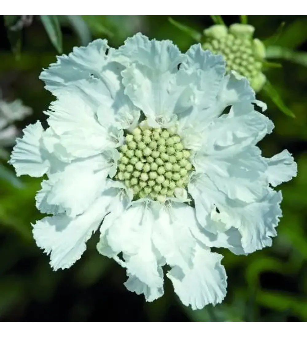 Descubra a Beleza da Scabiosa Caucasica