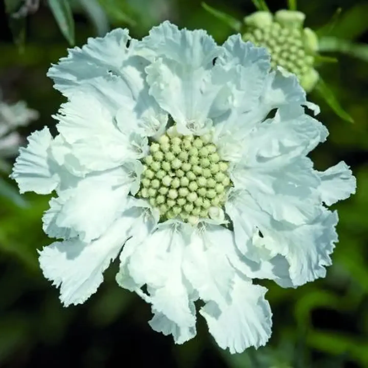 Scabiosa Caucasica Fama 3
