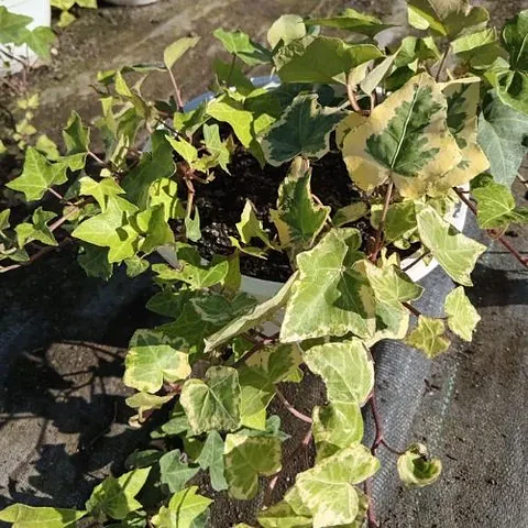 Hiedra Tutor Variegada