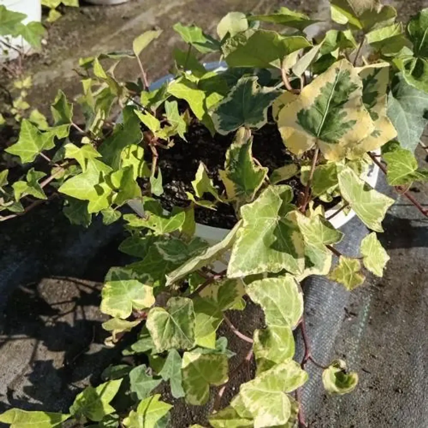 Hiedra Tutor Variegada 2