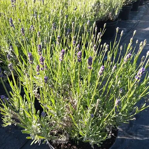 Lavanda Spirit Blue