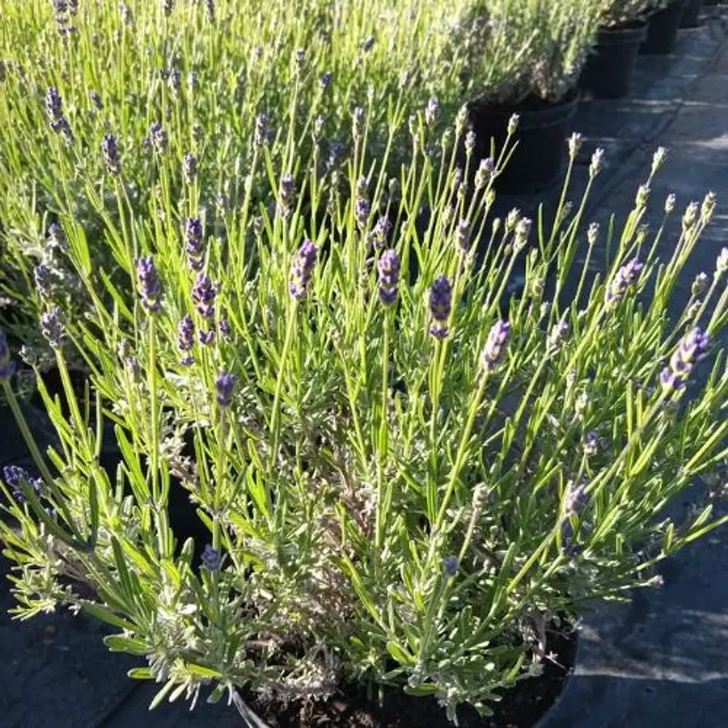 Lavanda Spirit Blue 1