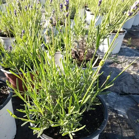 Lavanda Spirit Blue