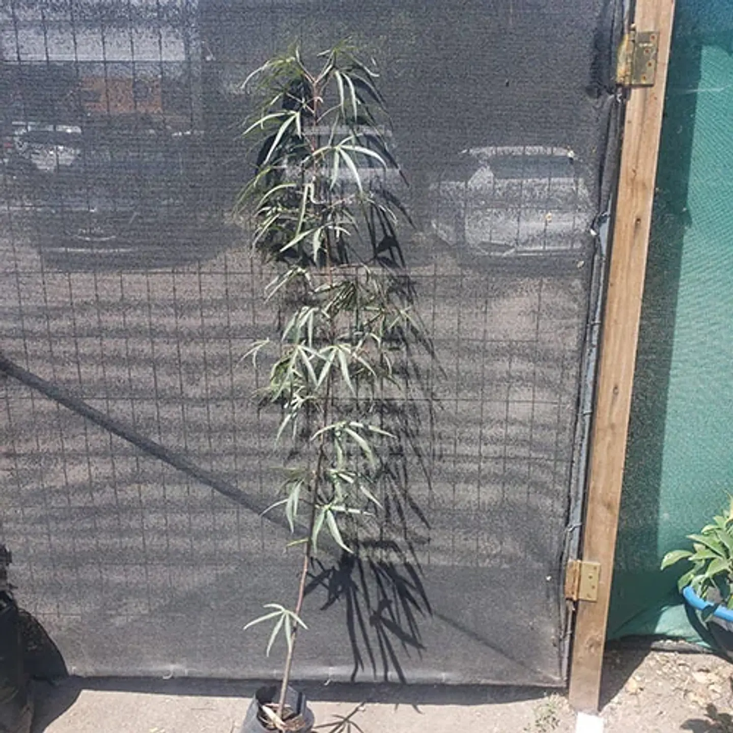 Sterculia - Venta Bodega 1