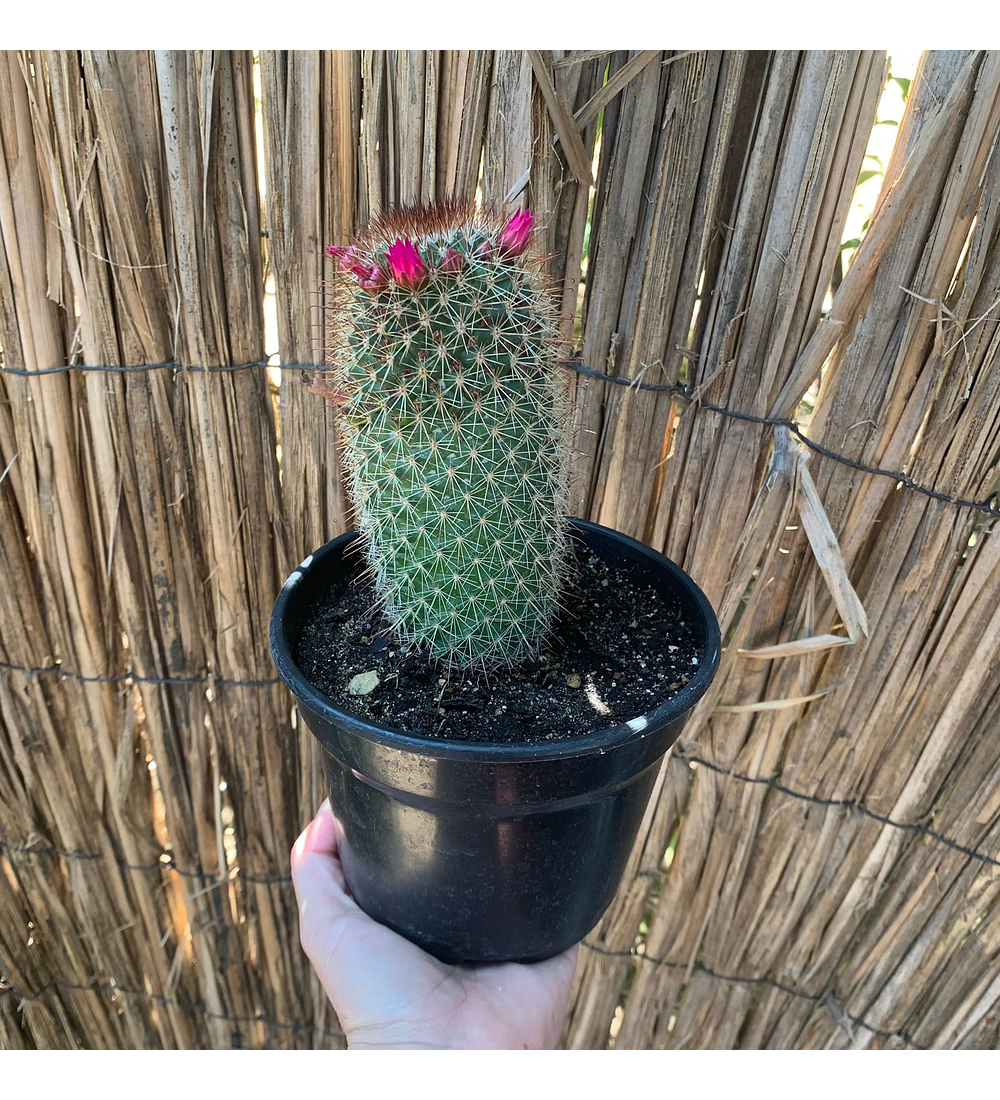 Cactus eriosyce