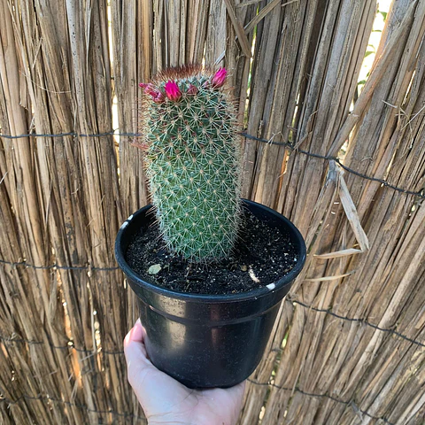 Cactus eriosyce