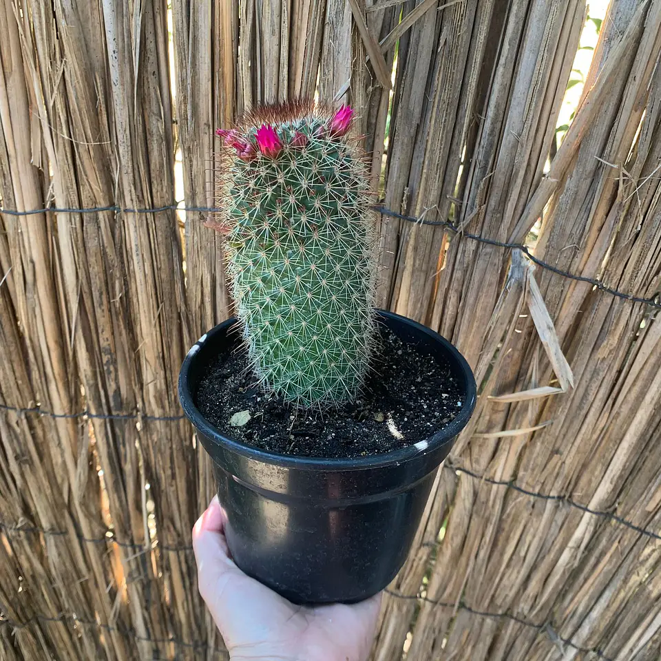 Cactus eriosyce 2