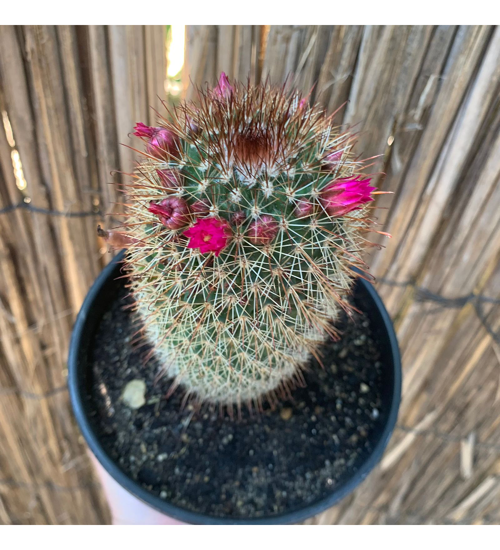 Cactus eriosyce