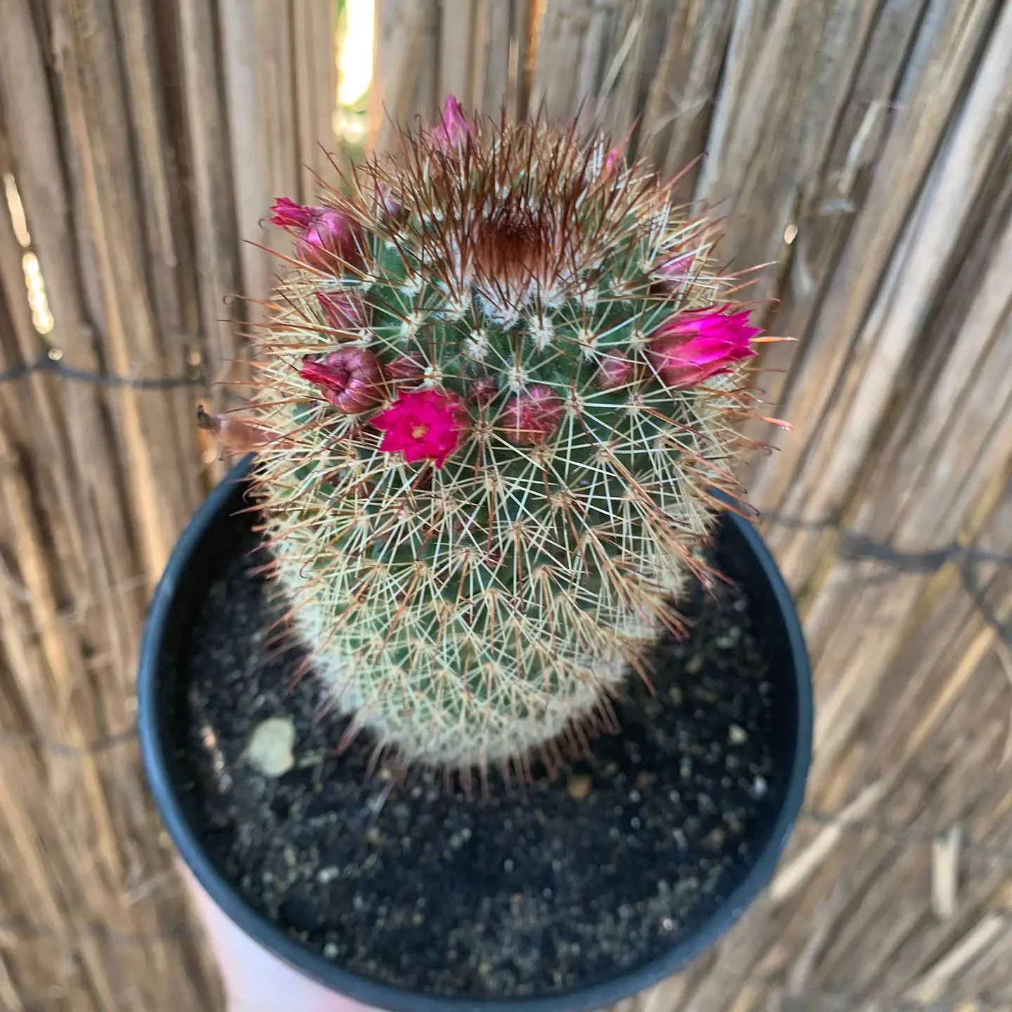 Cactus eriosyce 3