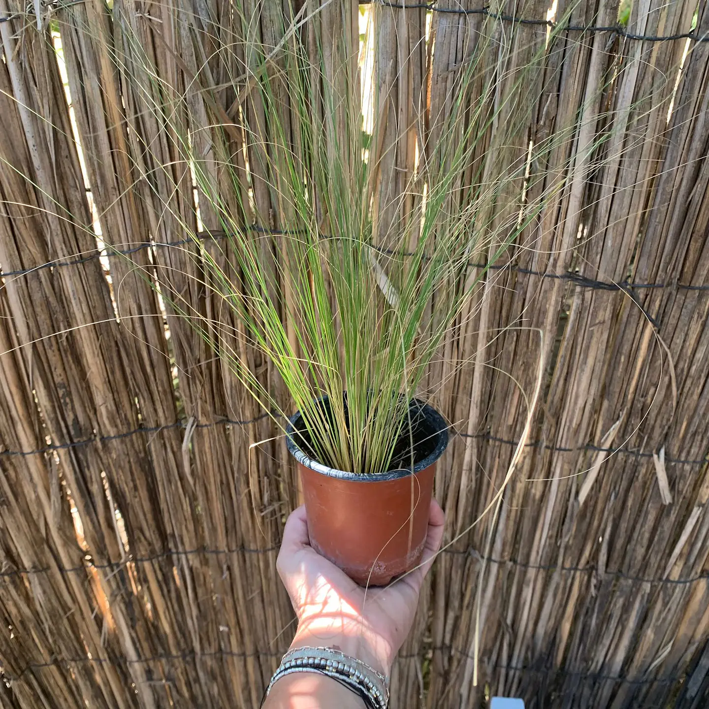 Stipa Tenuissima 3