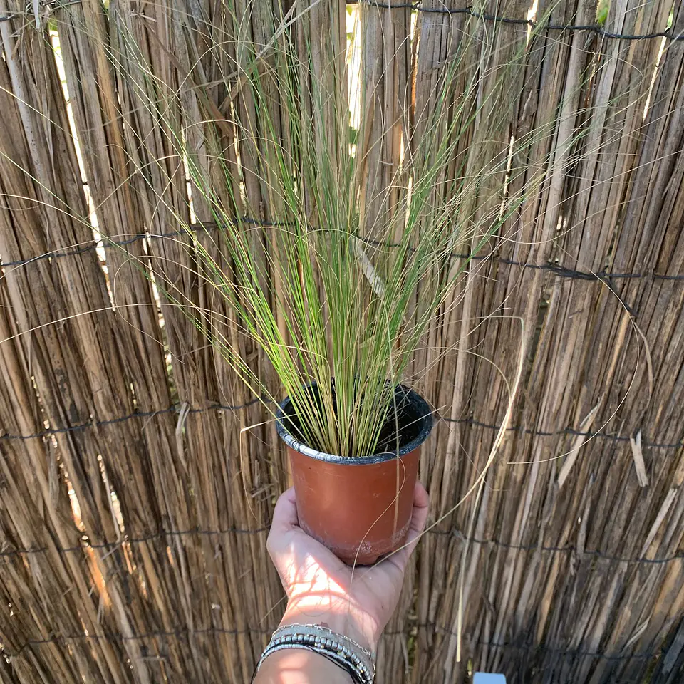 Stipa Tenuissima 3