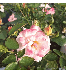 Rosa Peach Drift