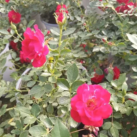 Rosa Red Drift