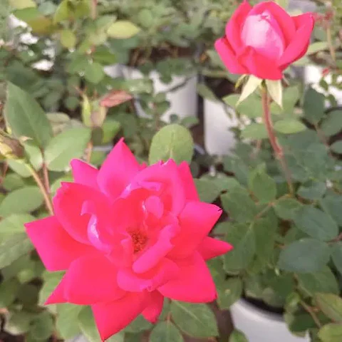 Rosa Doble Knock Out