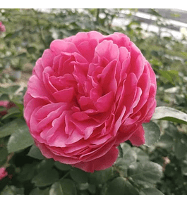 Rosa Allegro Romántic