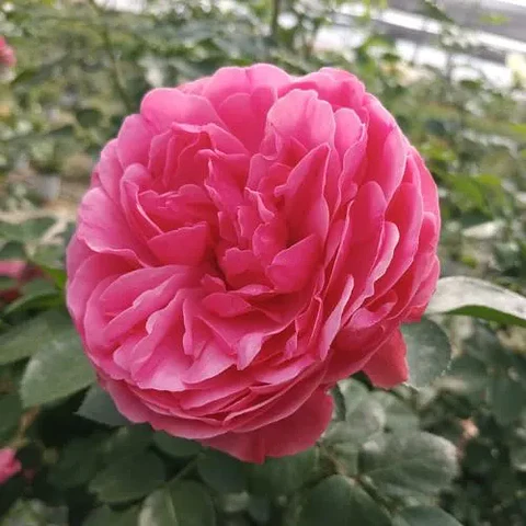 Rosa trepadora Allegro Romántic