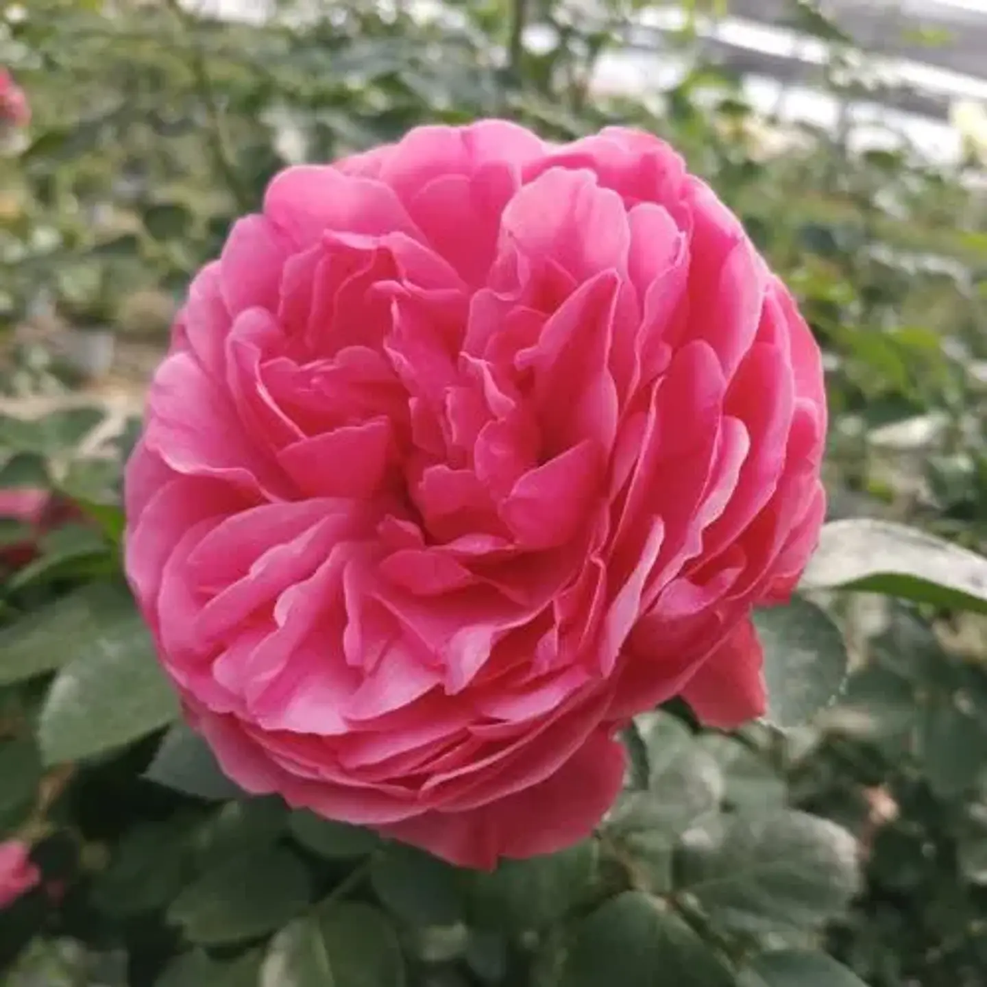 Rosa trepadora Allegro Romántic 1