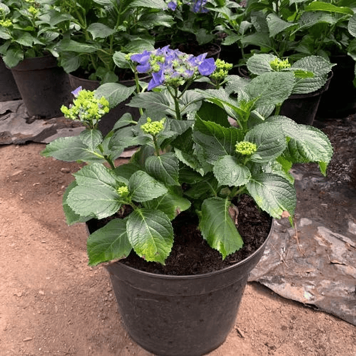 Hortensia Azul 2