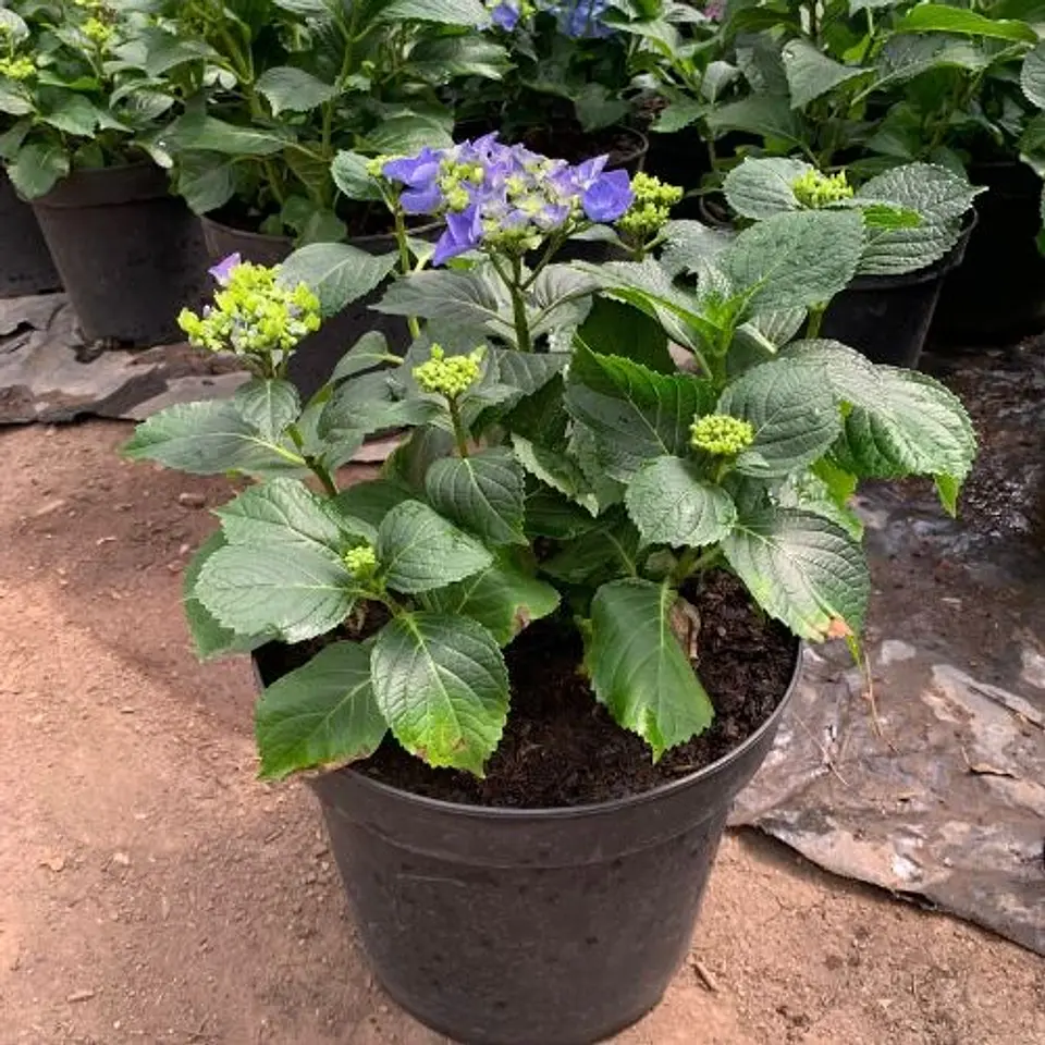 Hortensia Azul 2