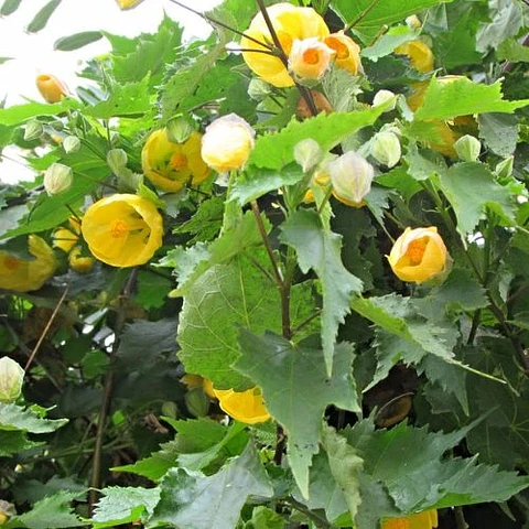 Abutilón
