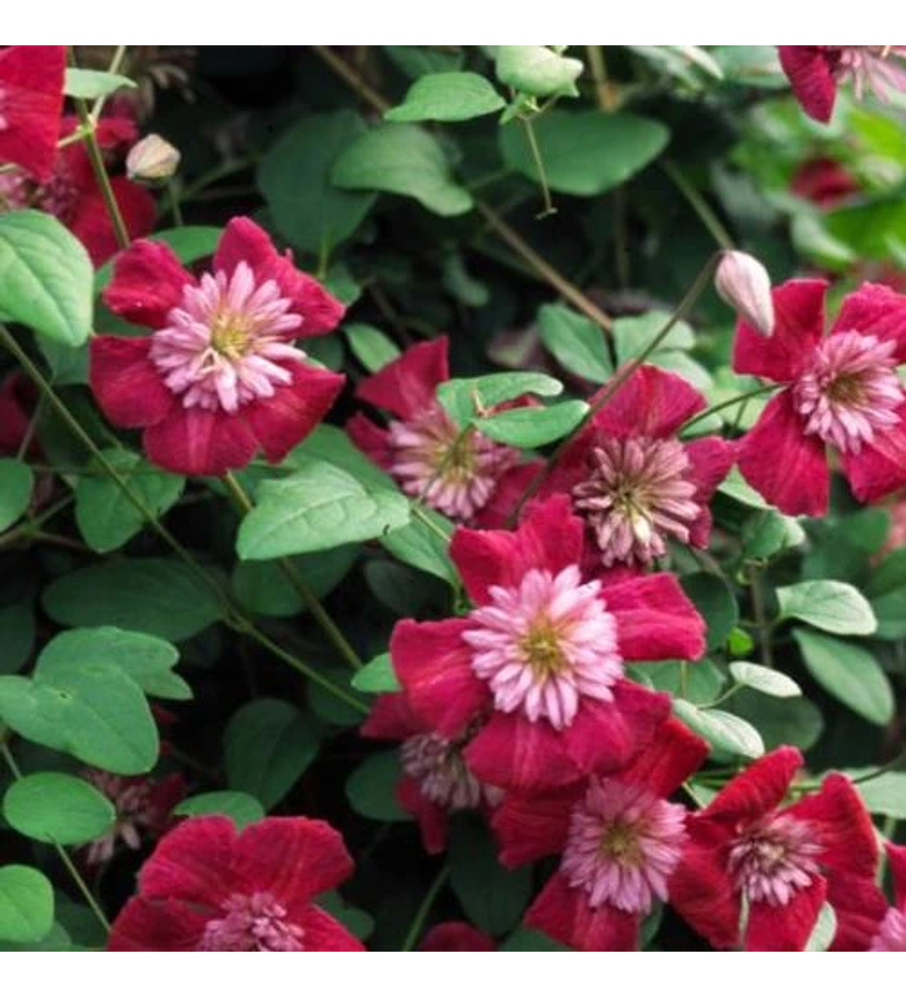 Clematis