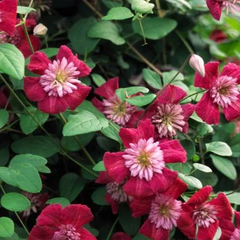 Clematis