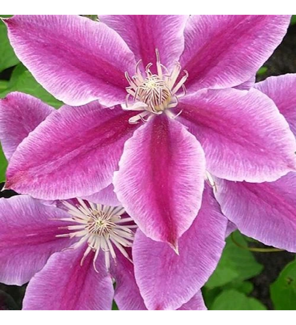 Clematis