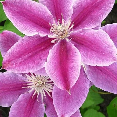 Clematis