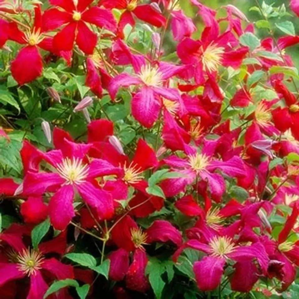 Clematis 3