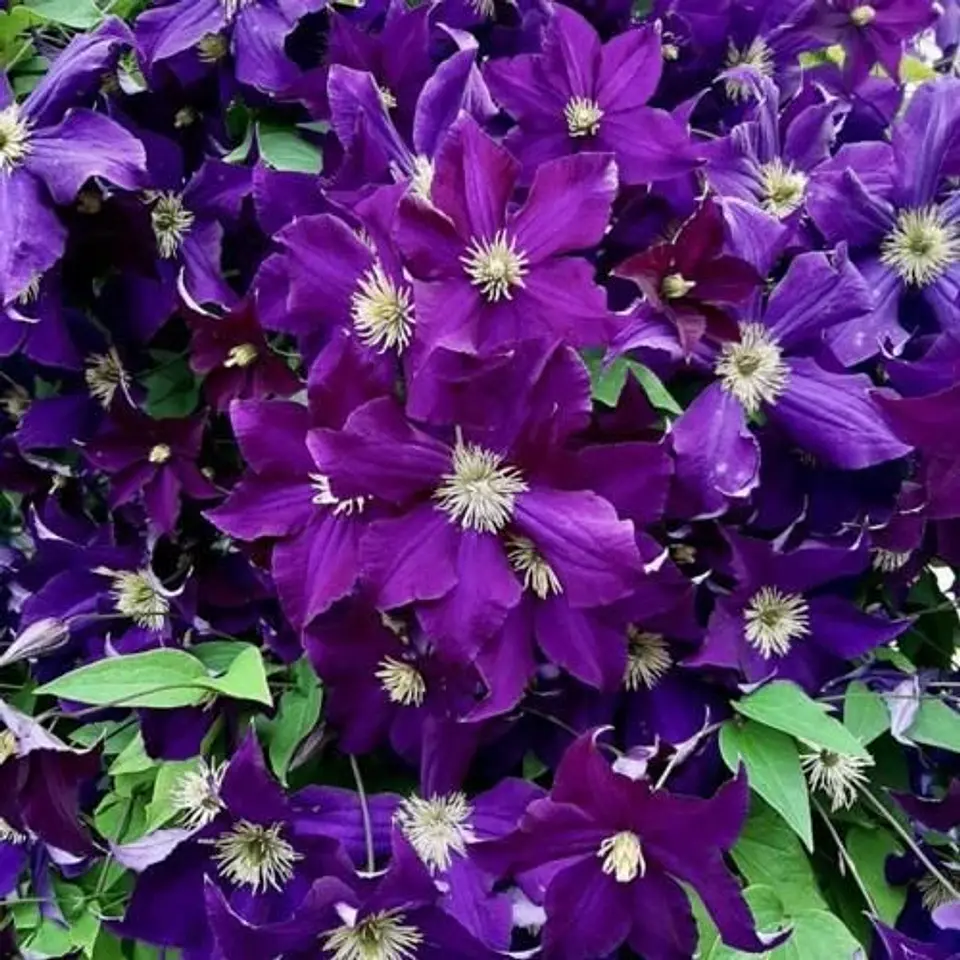 Clematis 4