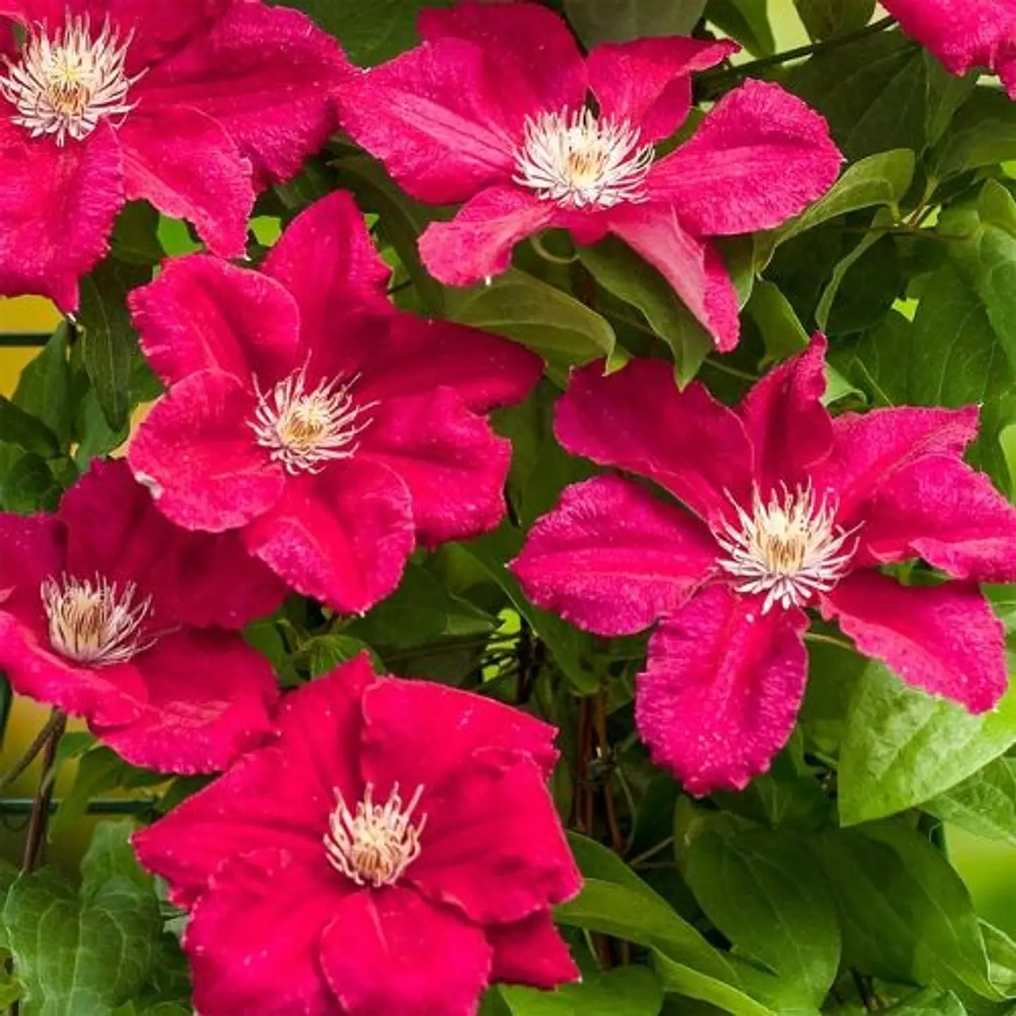 Clematis 5