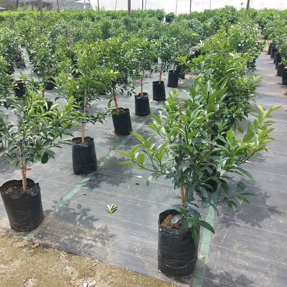 Kumquat 6