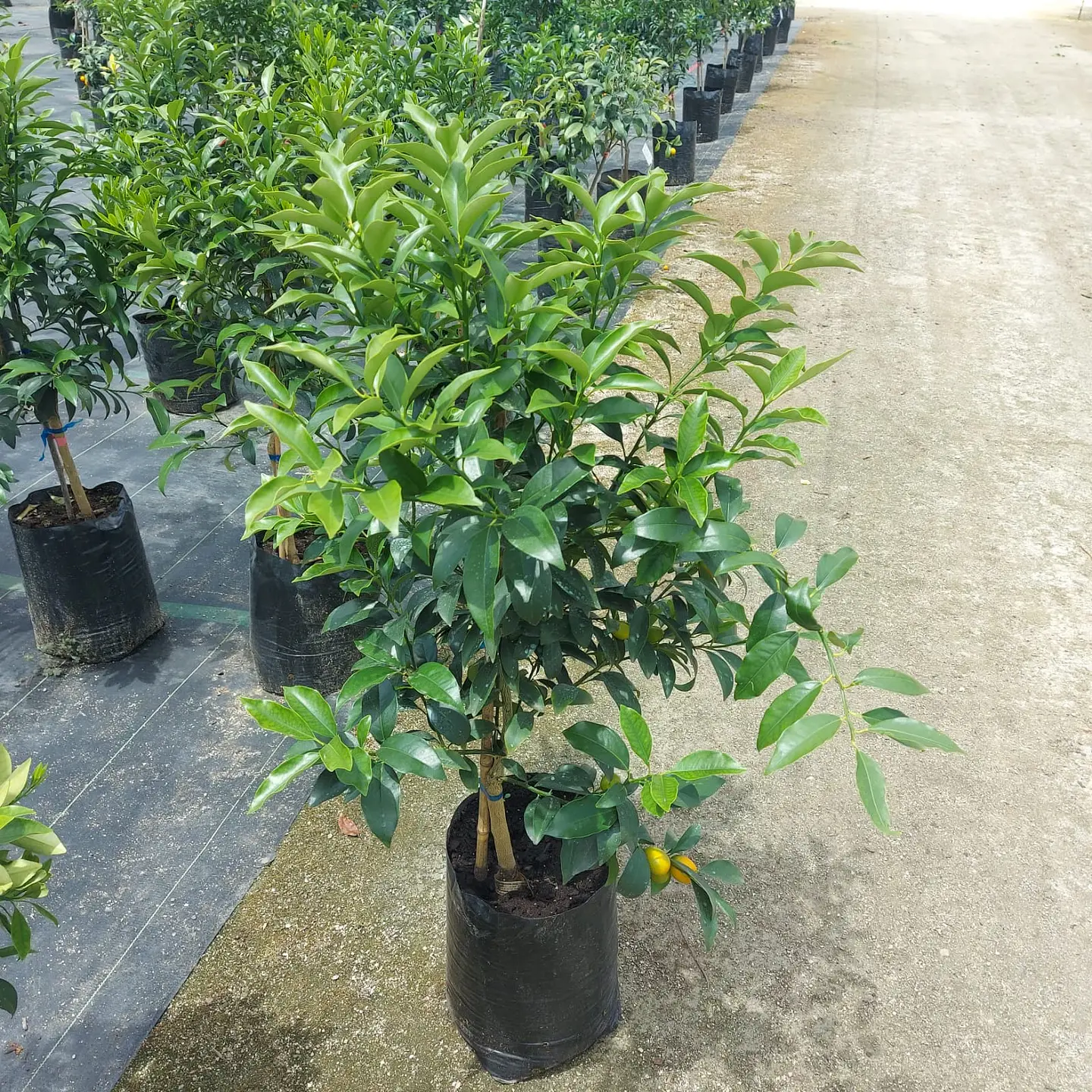 Kumquat 7