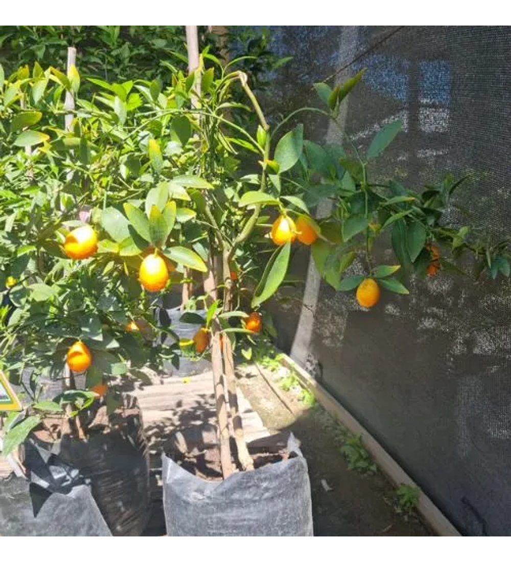 Mandarinquat